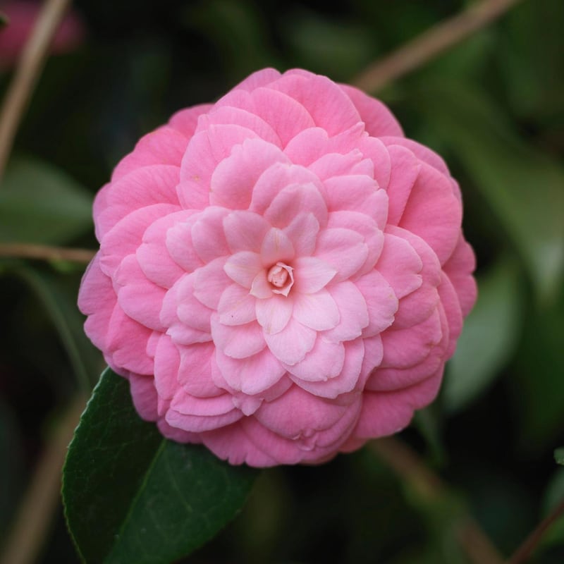 Camellia 'Mrs Tingley', a relatively compact, early spring-flowering camellia  with soft pink blooms Photo Credit Richard Johnston