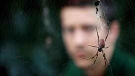 Man screaming ‘why don’t you die?’ at spider triggers emergency response