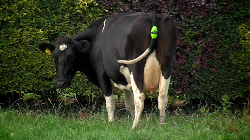 Moocall sensor on a cow.