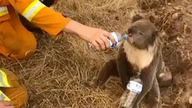 Australian wildfires threaten Sydney water supplies