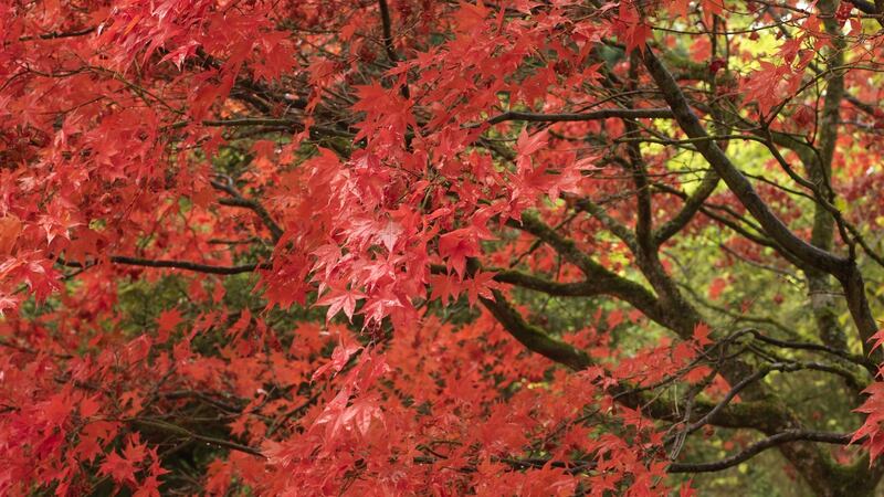 An acer showing brilliant autumn colour in an Irish garden Photo Credit Richard Johnston