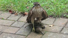 Death in the garden: when sparrowhawks attack