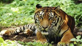 India’s tiger population up 30%, new report finds