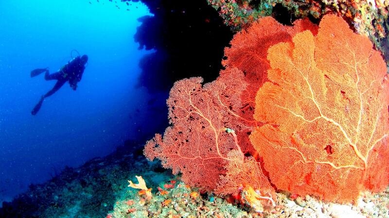 The Maldive islands boast some of the world’s best marine life.