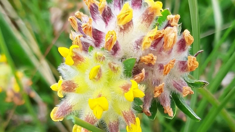 Kidney vetch, a lovely flower of the seashore