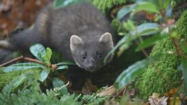 Pine marten helping red squirrel population rebound, study shows