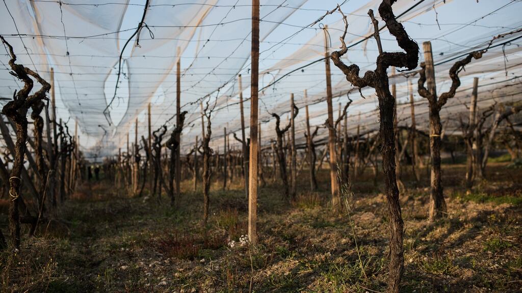 Vineyards around San Giorgio Ionico, in Italy’s Apulia region. Advocates say that the fear of losing work forces Italy’s agricultural labourers, primarily women, to silently endure all manner of abuses, from middlemen who skim their pay to working long hours off the clock. Photograph: Nadia Shira Cohen/The New York Times