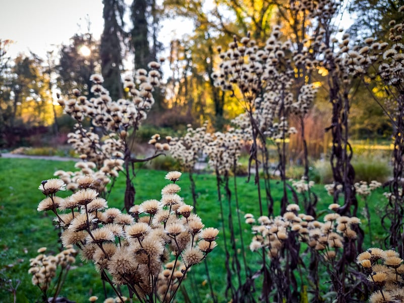 Dried aster flowers seed heads in autumn.