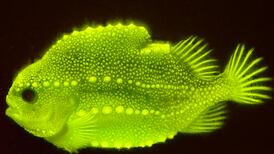 ‘I was, like, Wow’: An Irish scientist on his glow-fish discovery