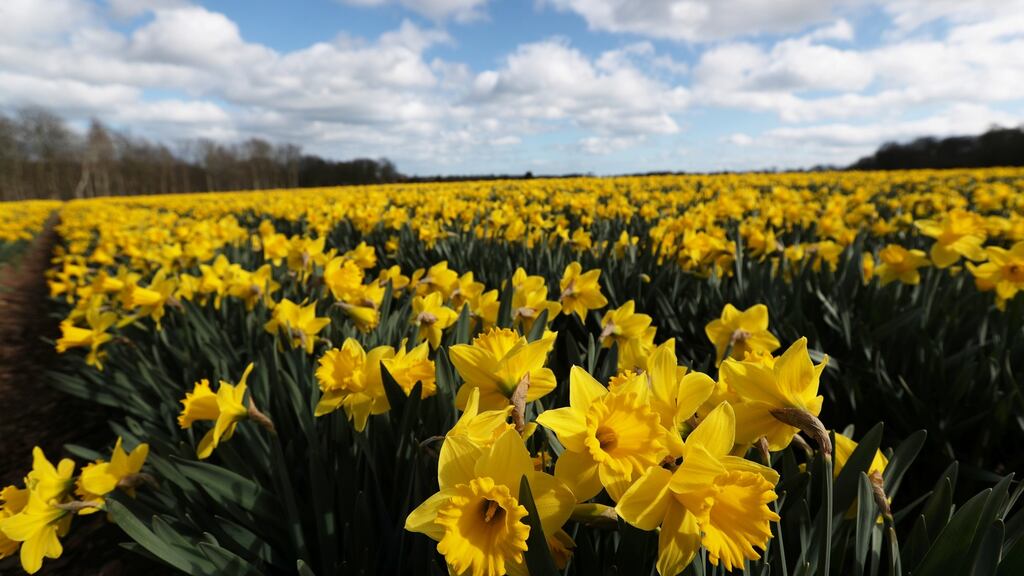 William Wordsworth’s sister Dorothy wrote of the daffodils that it ‘seemed as if they verily laughed with the wind that blew upon them’. Photograph: Russell Cheyne/Reuters