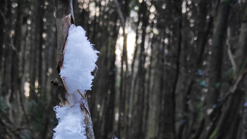 Frost flowers found in Co Cavan.