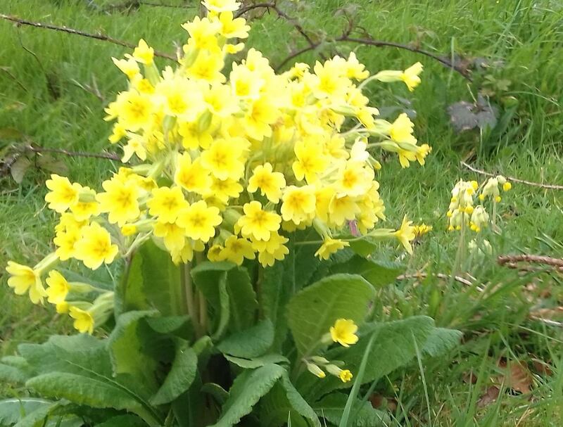Members of the primula family cross-breed frequently.