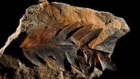 Digging into plants of the past