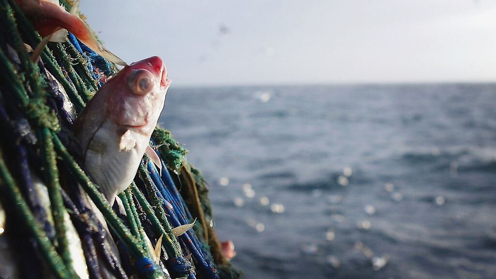 The new annual fishing quota deal includes a ban on discarding undersized or over-quota fish at sea, including prawn, whiting, haddock (above) and hake. Photograph: Getty