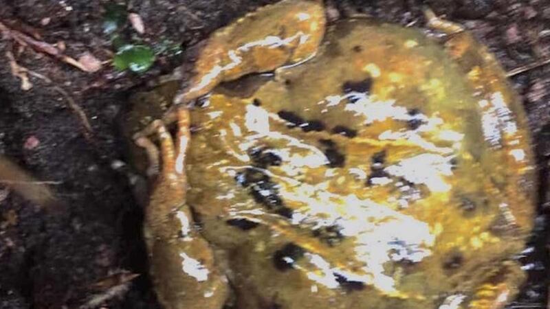 This frog hid under its hands when we came near