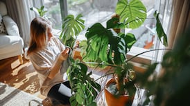 Which house plants are best for students?