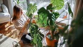 The 20 houseplants that are hardest to kill