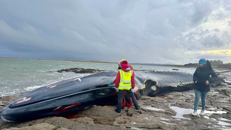 Storm washes fin whale on to Mayo beach: ‘We might never know what killed this gentle giant’
