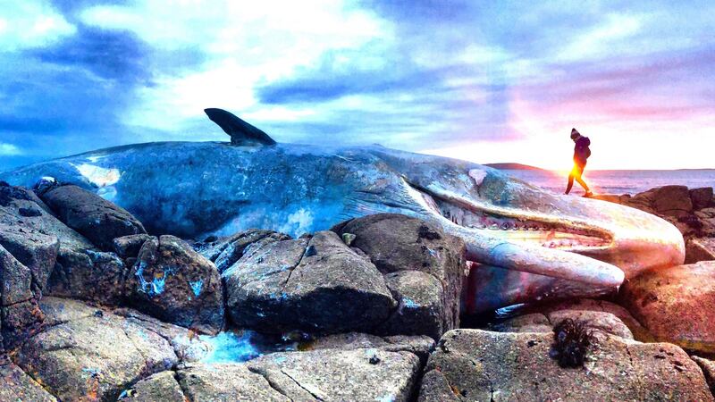 Male sperm whale washed up in Moyrus, Connemara.