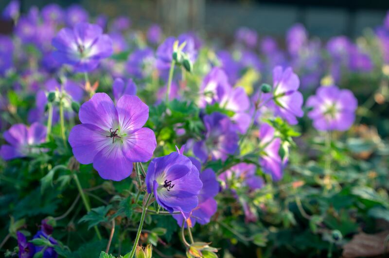 Cranesbills group of flowers, Geranium Rozanne in bloom. Photograph: Iva Vagnerova/iStock