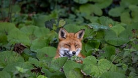 Charity opens Ireland’s first wildlife hospital in Co Meath