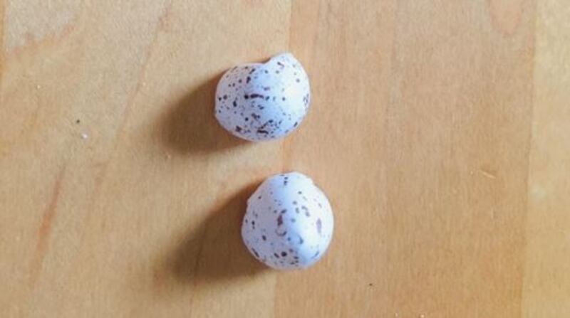 Swallow eggs