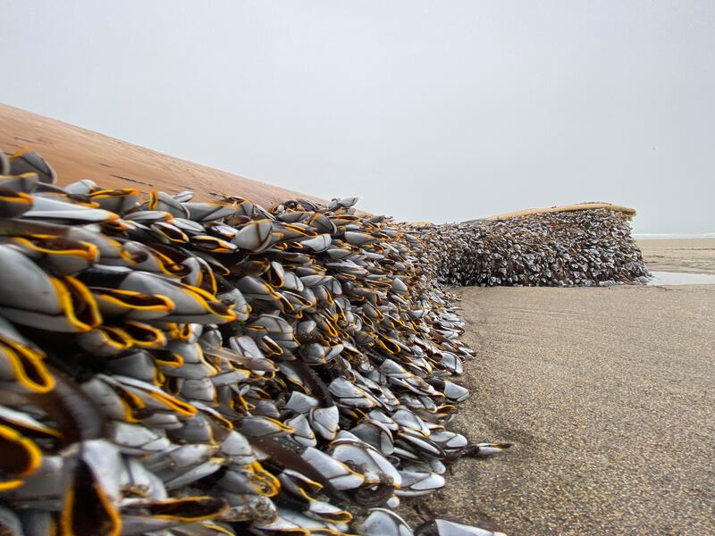 Goose barnacles at the beach in Ballinskelligs. Photograph: James Scallon
