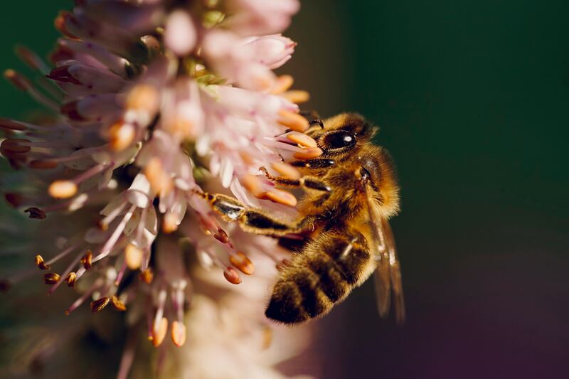 A bee pollinating a flower at Bray Head in Co Wicklow