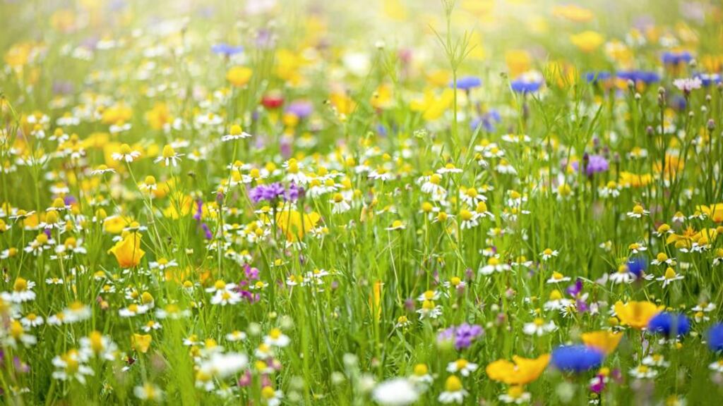 Your lawn is already a wildflower meadow waiting to burst forth. Photograph: Jacky Parker/Moment/Getty