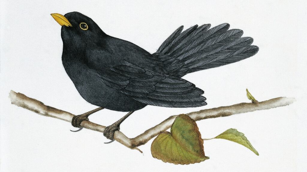Common blackbird