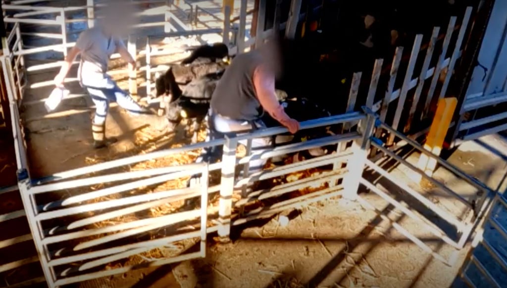 The RTÉ Investigates programme, Milking It: Dairy’s Dirty Secret, featured clips from cattle marts and showed young calves being kicked. Photograph: RTÉ