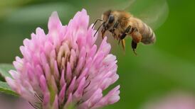 Pollinators vital to the global food chain, stresses Michael D Higgins