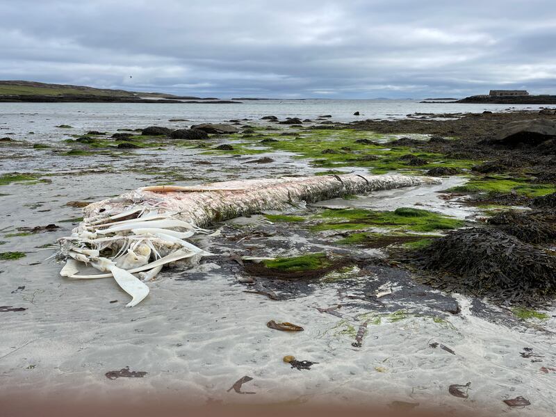 Dead basking shark. Photograph supplied by Jack O'Farrell