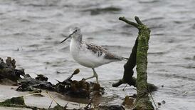 Capturing Tramore’s lagoon in a labour of love