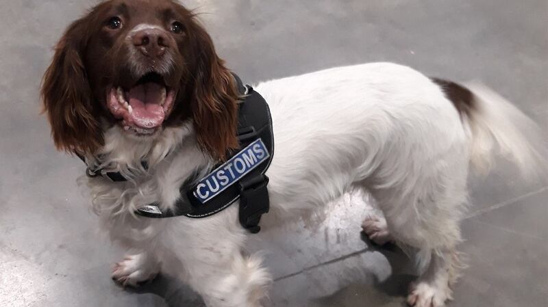 Drug detection dogs Sam and Flynn were involved in the seizure of a consignment of heroin valued  at more than €12 million found at Rosslare Europort. Photograph: Revenue