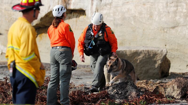 A dog searches the area around the cliff collapse. Photograph: Mike Blake/Reuters