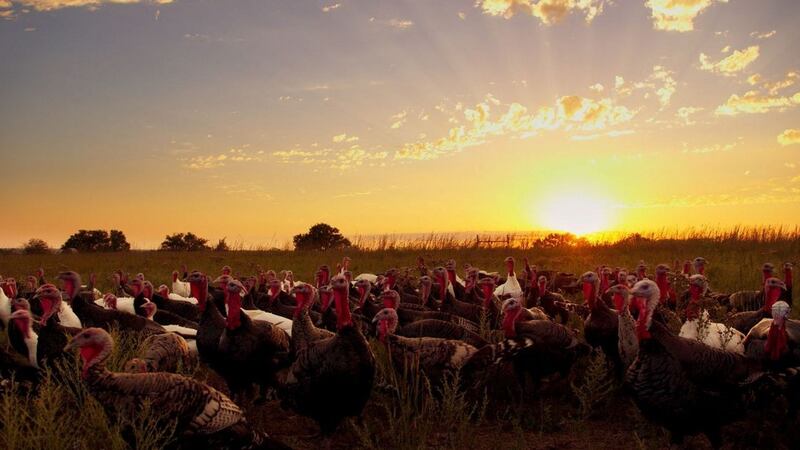 New this week: Eating Animals