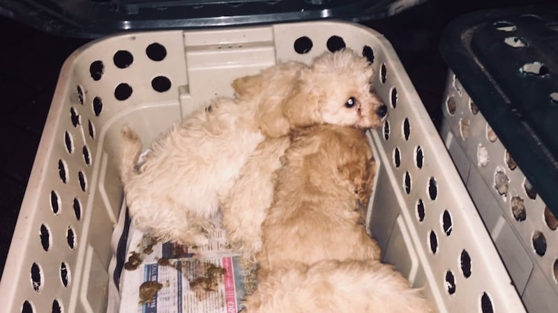 The puppies are now in the care of the WSPCA. Photograph: An Garda Síochána/Twitter