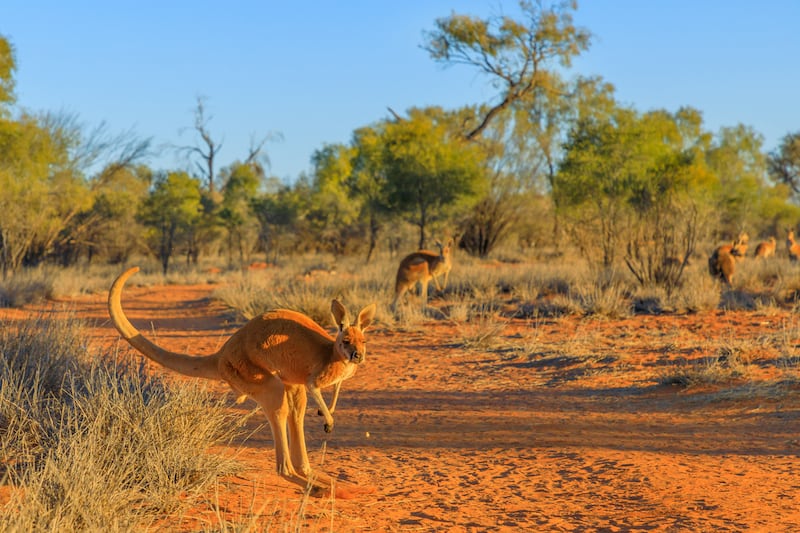 Kangaroos are shockingly large, muscular animals. Photograph: iStock