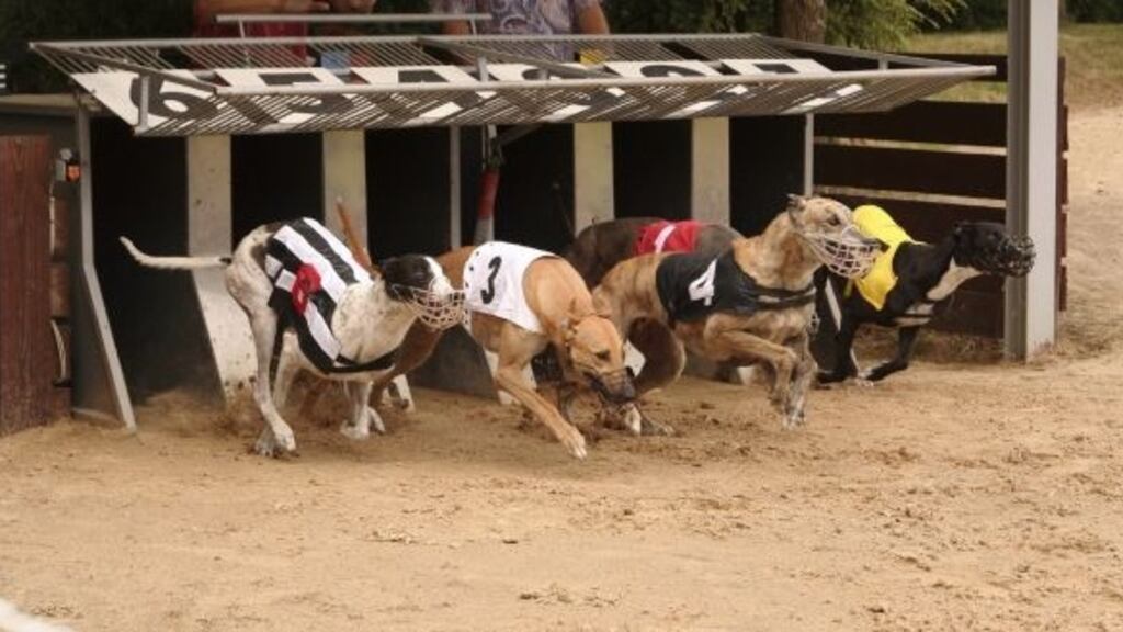 Dogs, ranging in age from six months to eight years, were taken from their homes in Wexford, Kilkenny and Waterford in recent weeks