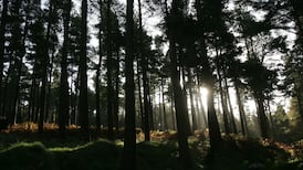 Tech giant Microsoft gets into the Irish native trees business