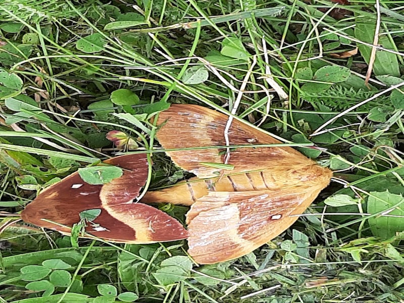 Mating eggar moths. Photograph supplied by Bernard Feeney