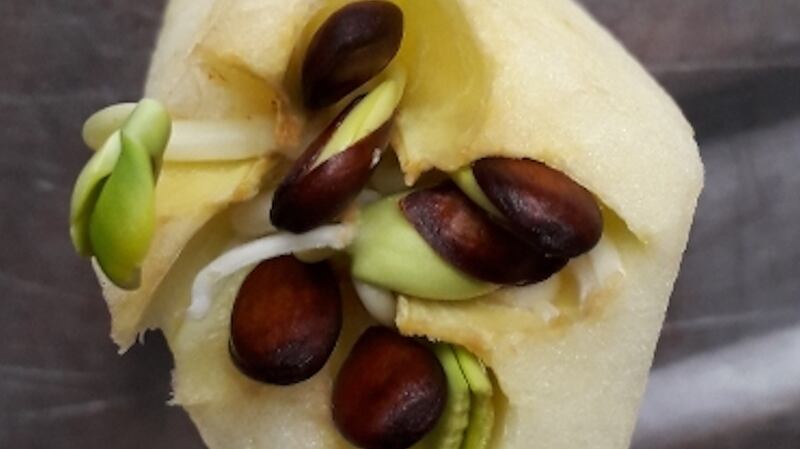 Sprouting seeds in an apple