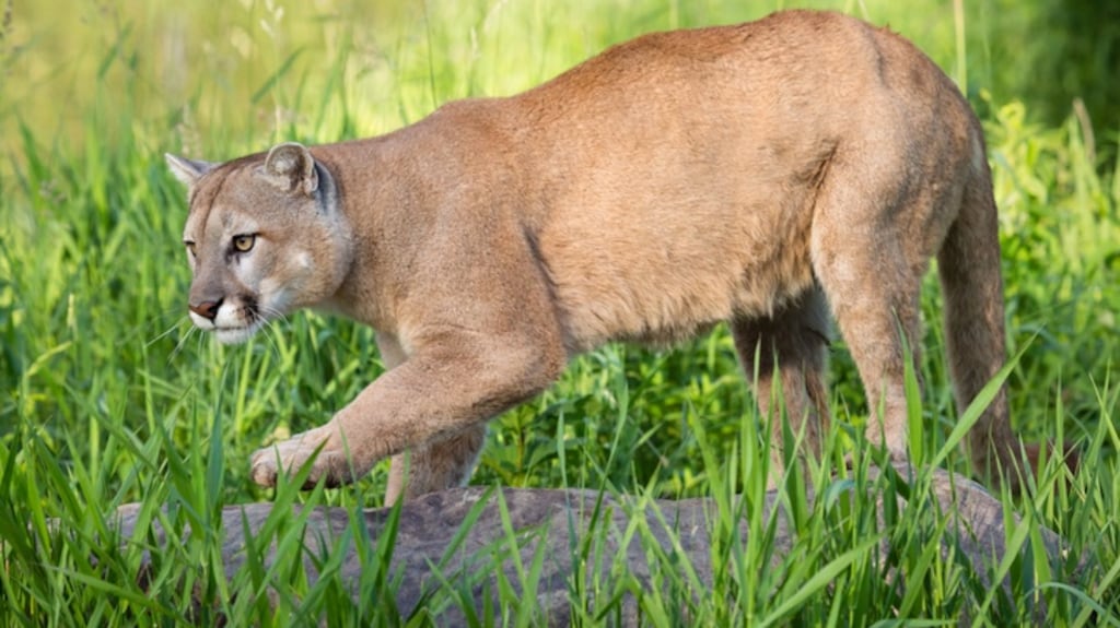 A mountain lion attacked a five-year-old boy while he was playing near his house in southern California. File photograph: iStock
