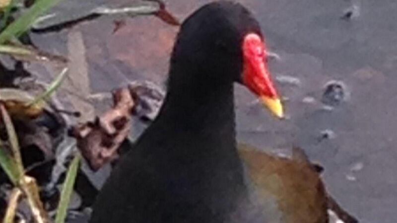 A moorhen, spotted by Mary D’Arcy near Baggot Street Bridge, Dublin.