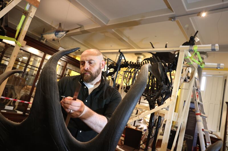 Paolo Viscardi, keeper at the Natural History Museum, at work on exhibits ahead of its reopening in 2022. Photograph: Dara Mac Dónaill