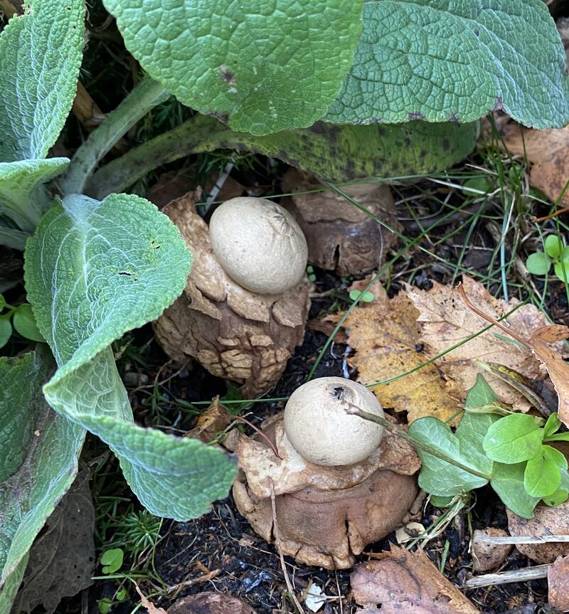 Earthstar mushroom. Photograph: Cathal Mac Aoidh