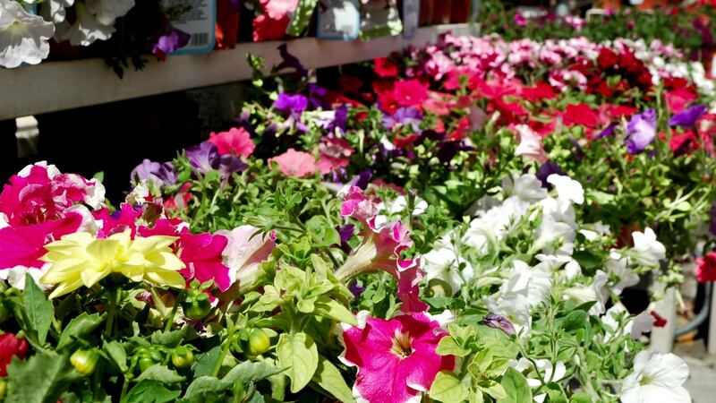 “A minor but current aim is to curb my spending in garden nurseries.” Photograph: iStock