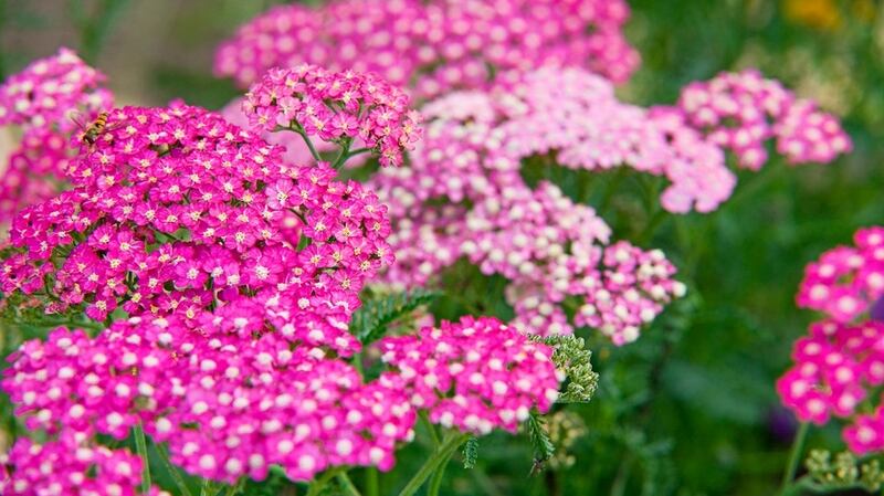 Achillea Summer Berries