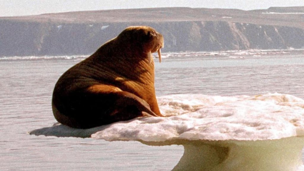 Melting ice: Dublin Climate Gathering looked for ways to become a low-carbon society. Photograph: Reuters
